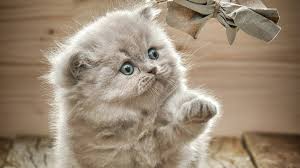 Ce soir à 20h stream de notre phase de poule <a href="/ZLAN_FR/">ZLAN</a> et comme j'ai pas encore le droit de vous montrer des images je vous met ce petit chaton

Twitch.tv/cheeseman_fr