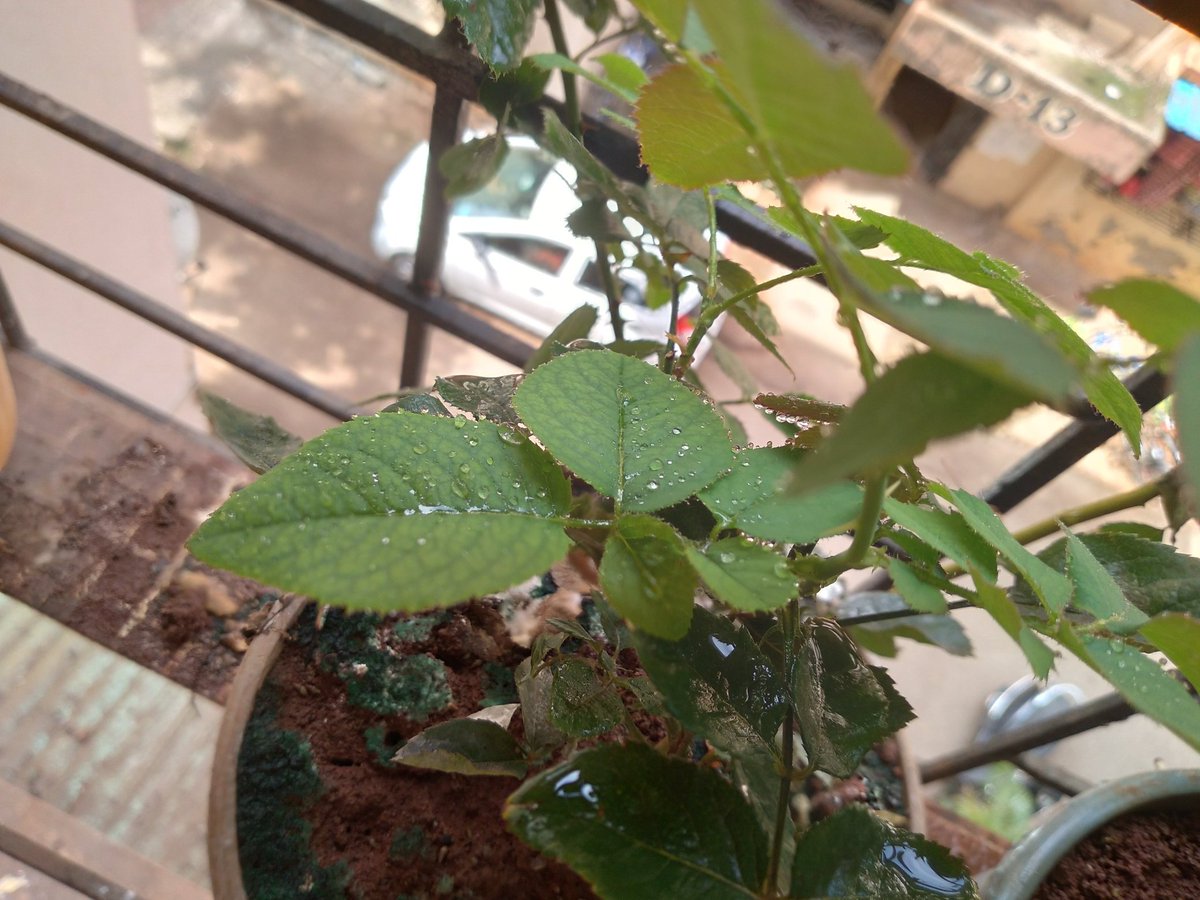 एक प्रवासी tweet media