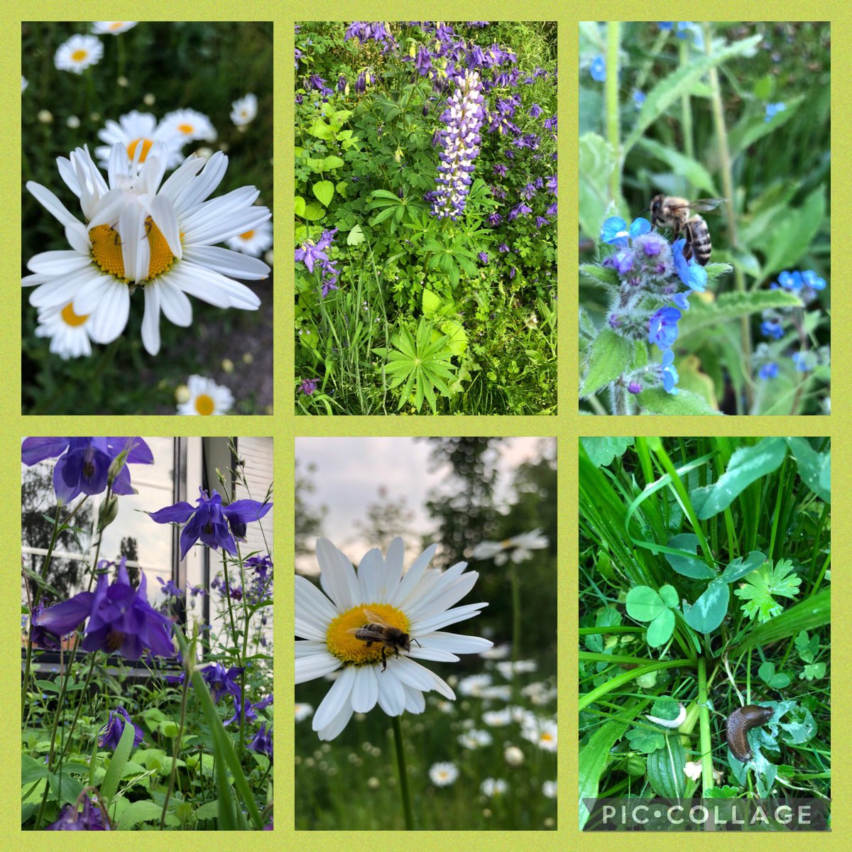 Twee jaar geleden zijn we gestopt met het wekelijks maaien van het “gazon” in de voortuin en hebben we enkele kruiden gezaaid. Het resultaat is fantastisch. Volop spinnetjes, insecten, slakken en bloemen! #biodiversiteit <a href="/Gem_Wageningen/">Gemeente Wageningen</a>