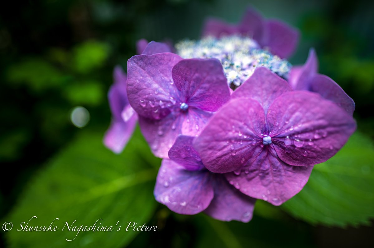 紫陽花 X 梅雨 Hotワード