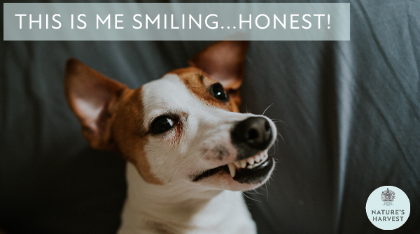 NHPetfood's tweet photo. 😂😬😬

#dogmeme #funnydogs #dogsotwitter #dogs #dogoftheday #twitterdaily #instadog #happydog #lovinglife #adogslife #dogsinsummer #doggosbeingdoggos https://t.co/hx04gw032A