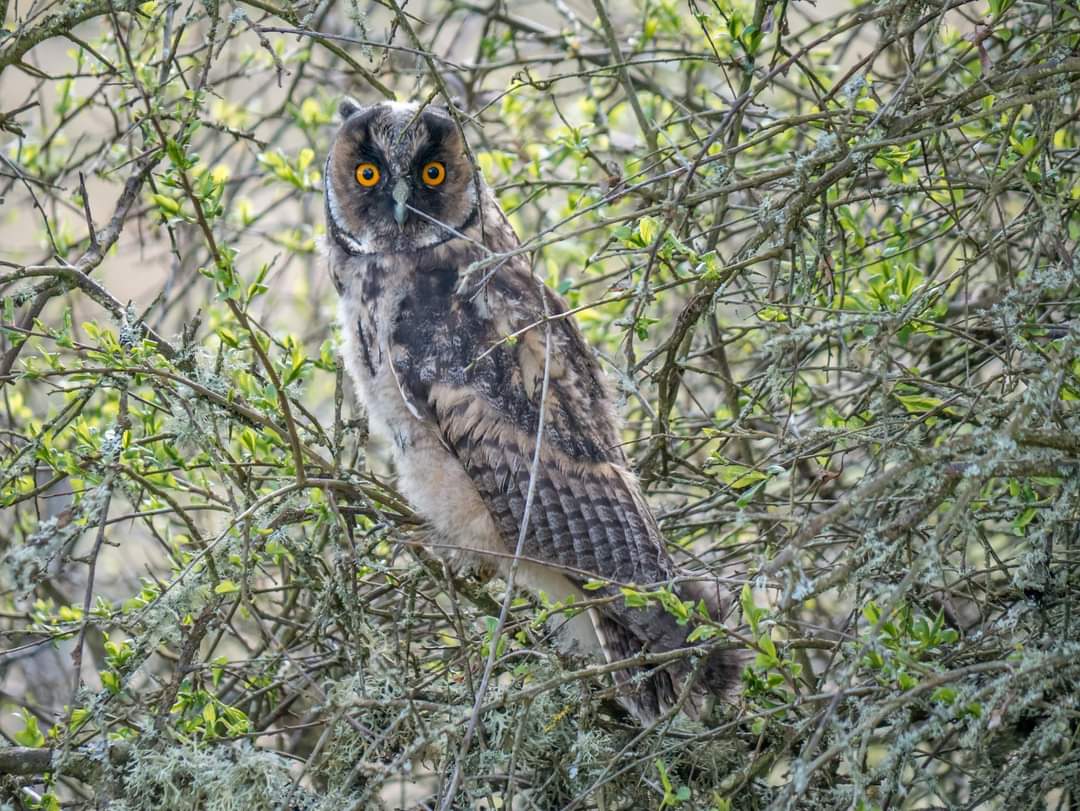Scottish_Banner's tweet photo. In the June #ScottishBanner
Pioneering #rewildingproject aims to be first of its kind in #Scotland
@BamffEcotourism in #Perthshire is pioneering #rewilding project to help tackle the nature/climate crises,issue out now!
https://t.co/hrMACBAhXI
#TheBanner #ScotSpirit #Conservation https://t.co/HOTiiWtNq7