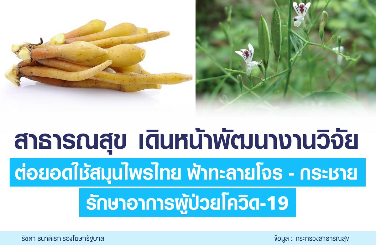 Rachadaspoke's tweet photo. #กระทรวงสาธารณสุข เดินหน้าต่อยอดงานวิจัยใช้สมุนไพรไทย #ฟ้าทะลายโจร และ #กระชาย รักษาอาการผู้ป่วย #โควิด19
ร่วมกับ #กรมการแพทย์แผนไทย #มหาวิทยาลัยมหิดล (#ECDD) ศูนย์ความเป็นเลิศด้านชีววิทยาศาสตร์ (#TCELS) และเครือข่าย
อ่านต่อที่ https://t.co/yK999nmuFU https://t.co/OjnHp3LvSo