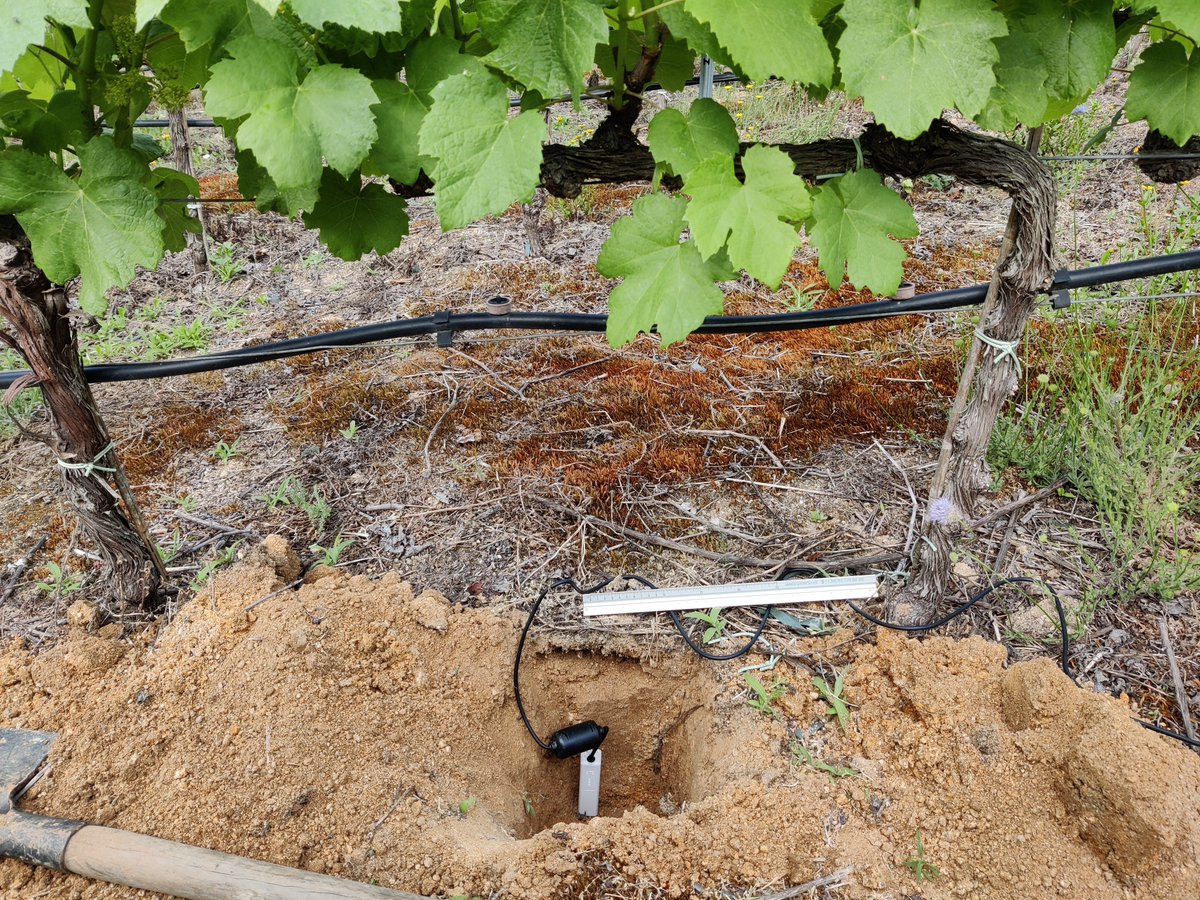 VINIoT1's tweet image. This week EVEGA team installed sensors at the field, next week measures will be done. See images and video here👇
viniot.eu/sensors-instal…
#sensors #demofarms #evega