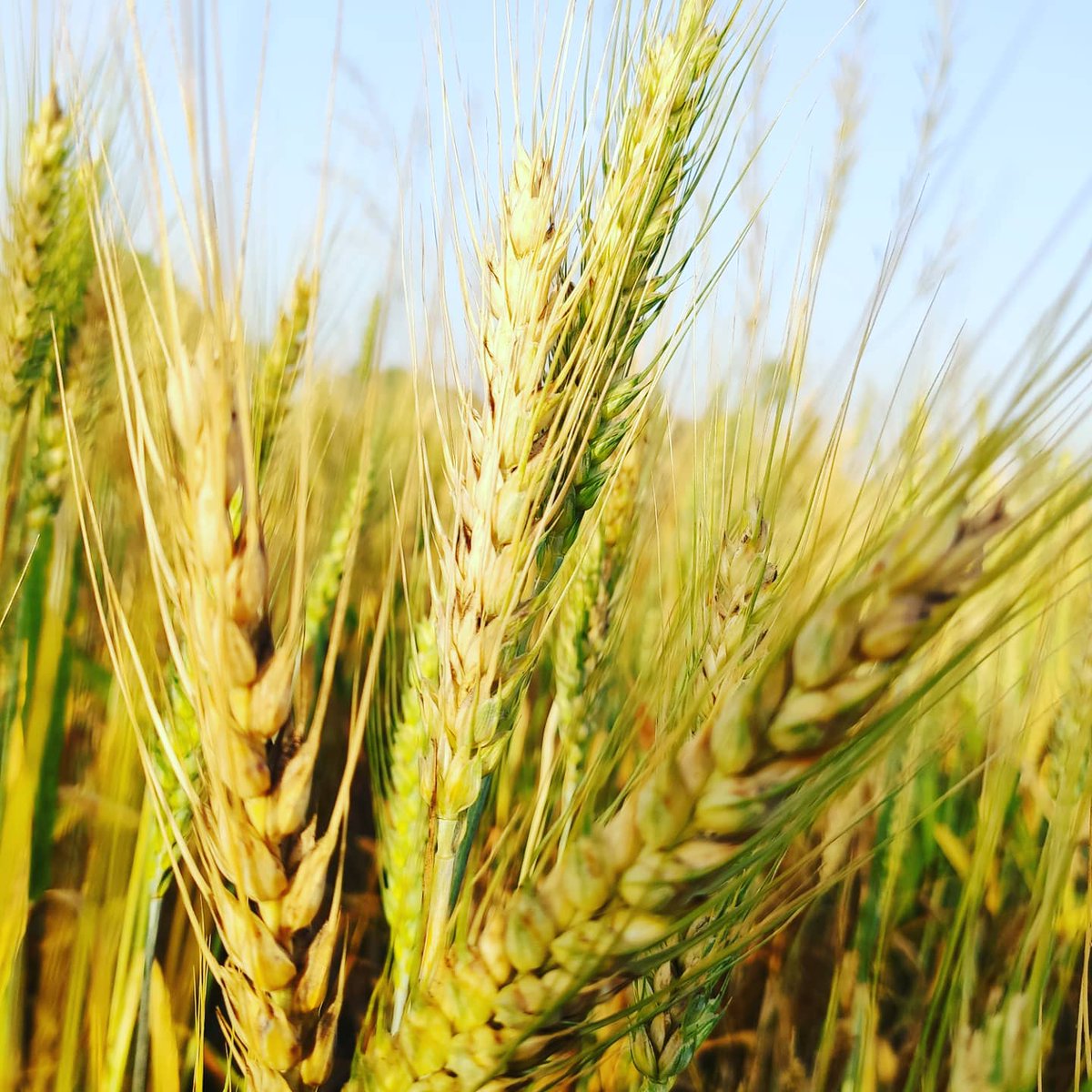 Ankur_sss_666's tweet photo. #Special_MAR_Activity
#MAKAUTWB
#lockdown2021
#Theme_Photography
#Wheat
The promises of God are samples of what is promised; as a handful of wheat is of the barn.
- Coventry Patmore https://t.co/EzIfNtfd8r