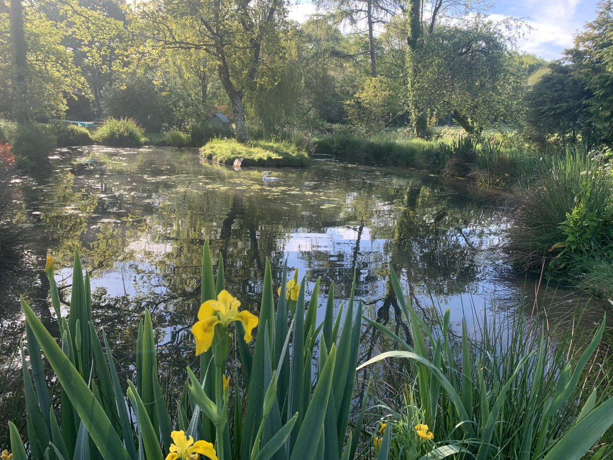 The Smiling Sheep tweet media