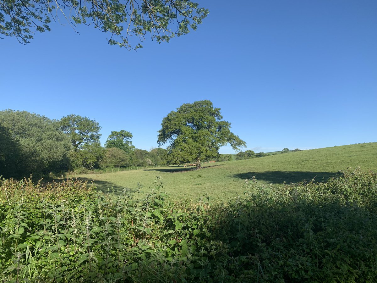 The Smiling Sheep tweet media