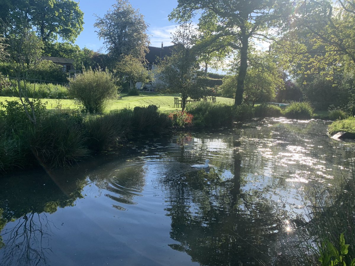 The Smiling Sheep tweet media