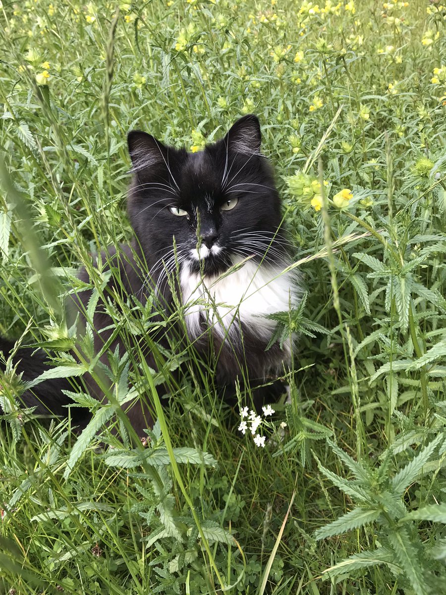 dominicsutton's tweet photo. Polly pointing out a wild carrot amongst a virtual monoculture of #yellowrattle @wildflower_hour @Love_plants @DrTrevorDines https://t.co/ksac3j4smx