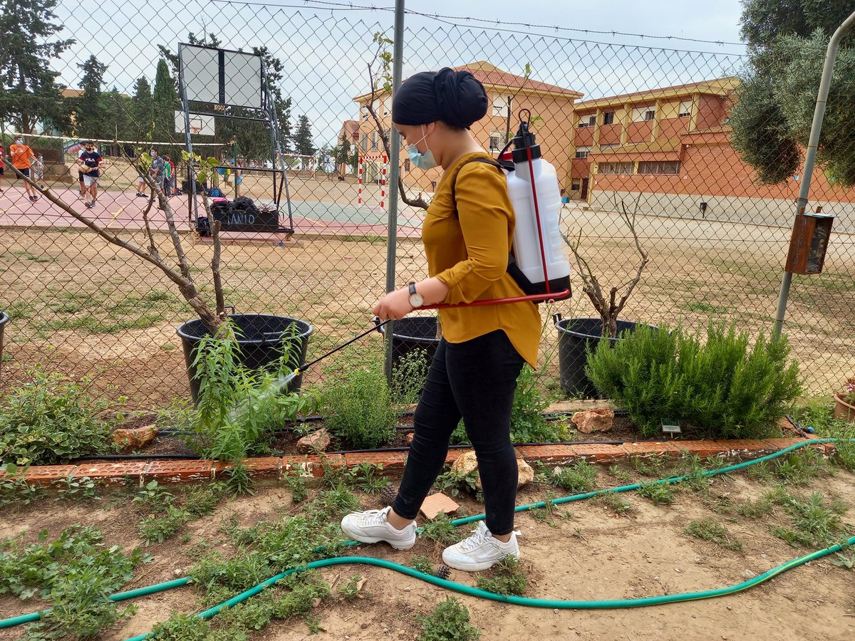 eps_san's tweet photo. Seguimos recolectando y limpiando el huerto. Fumigamos con insecticida natural. Preparando cañas para las tomateras...  #huertoecologicosanisidoroct https://t.co/3z9kldRuQ8