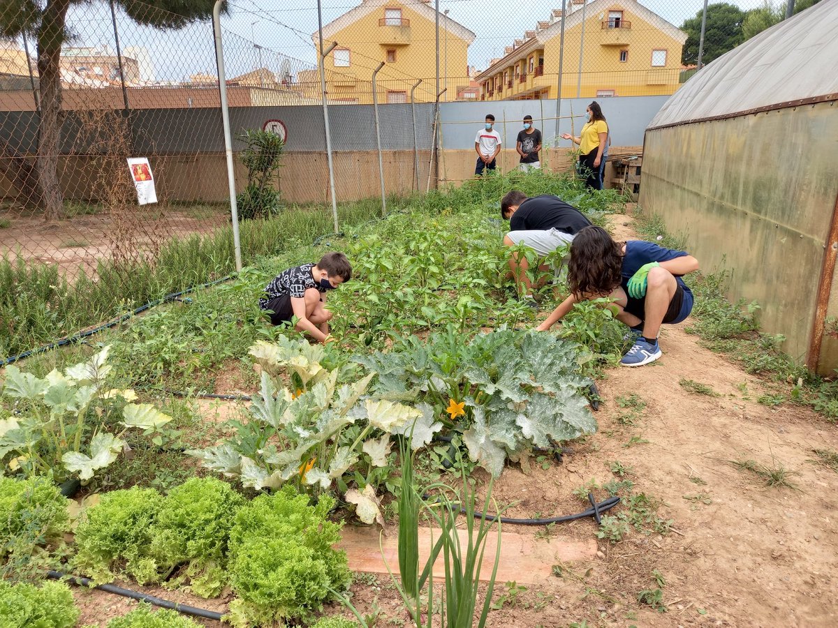 eps_san's tweet photo. Seguimos recolectando y limpiando el huerto. Fumigamos con insecticida natural. Preparando cañas para las tomateras...  #huertoecologicosanisidoroct https://t.co/3z9kldRuQ8