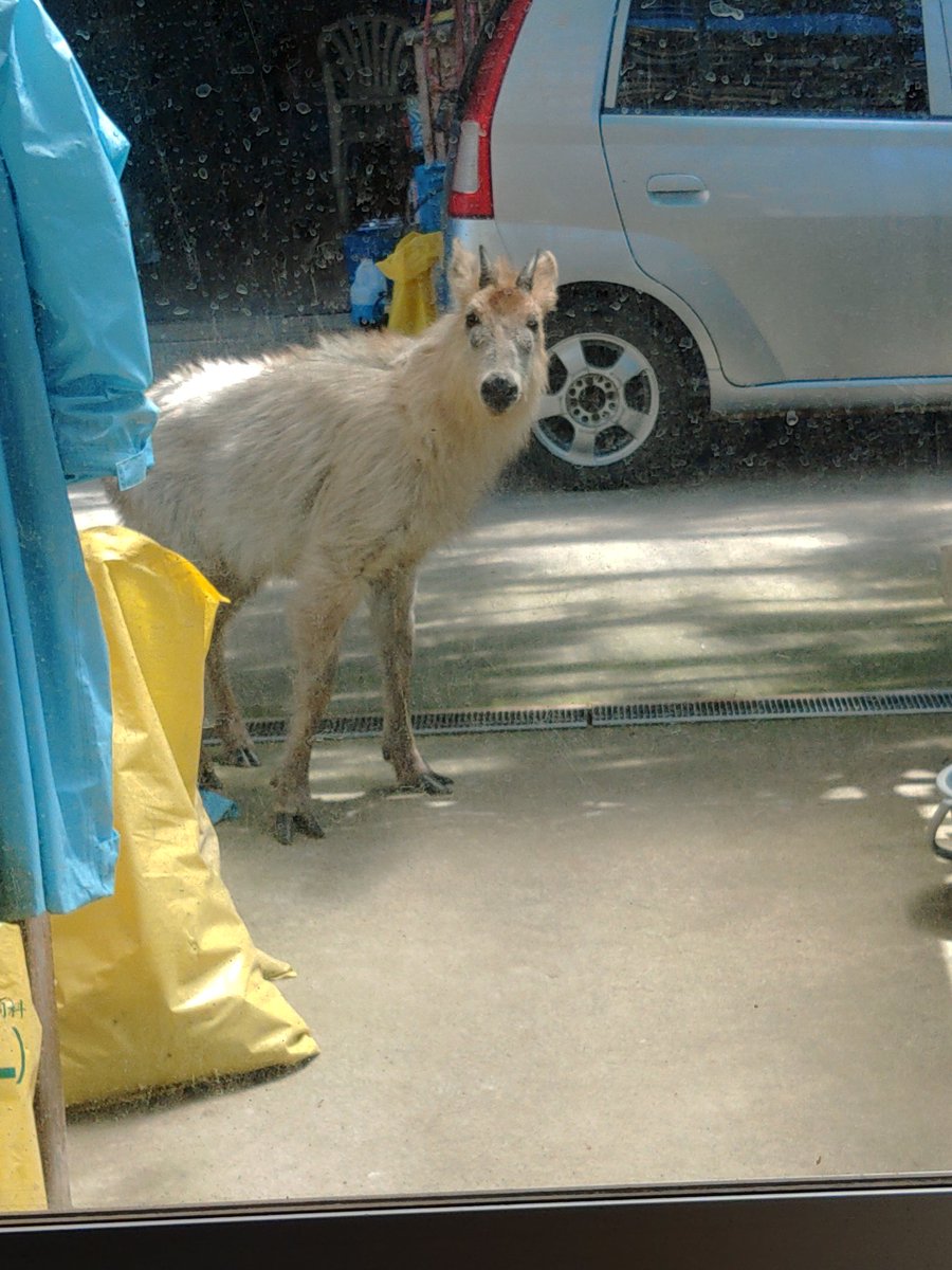 五郎七 バズってる四つ目のカモシカ成長途中 T Co 5vpc5iczqy Twitter