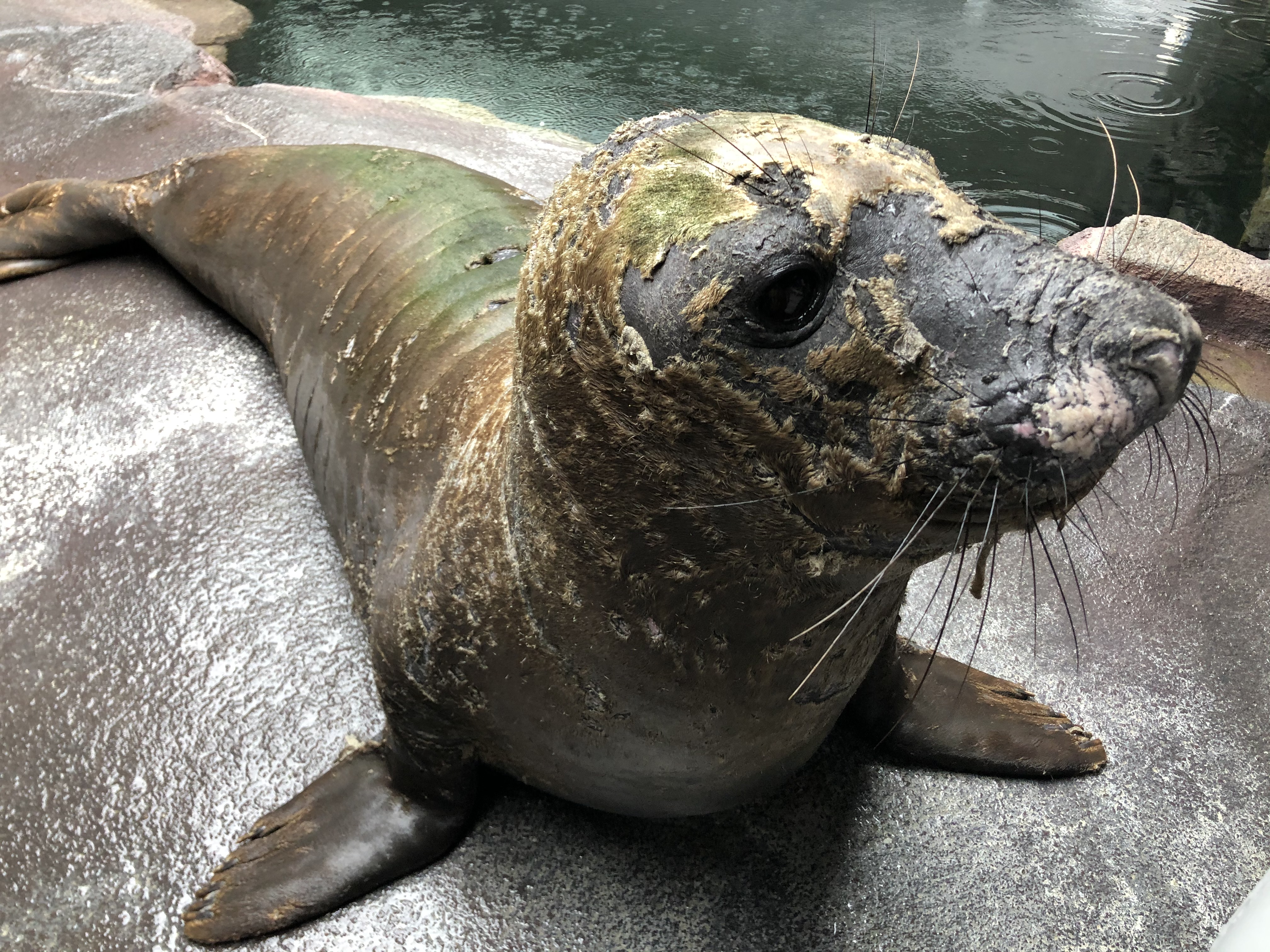 鶴岡市立加茂水族館 なおみちゃん 換毛始まりましたー キタゾウアザラシの換毛は 1年に1度 毛がベロベロと剥がれ落ちるのが特徴です 今の時期にしか見られない姿です 怪我はしていませんので心配ご無用 加茂水族館 キタ ゾウアザラシ