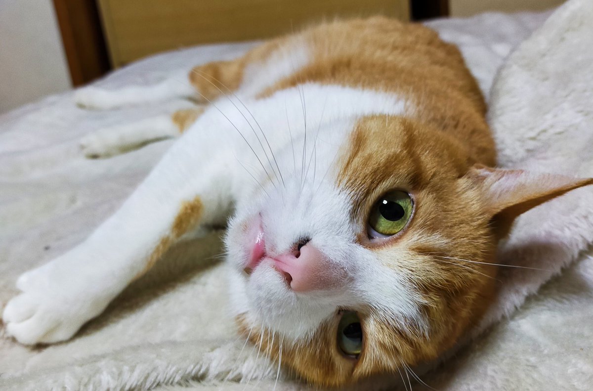 寝ようと言う事でもうゴロゴロしています 猫好きさんと繫がりたい 21 06 04 神楽坂ねこの郵便局というなまえのお店 寝ようと言う事でもうゴロゴロしています 猫好きさんと繫がりたい 21 06 04 神楽坂ねこの郵便局というなまえのお店