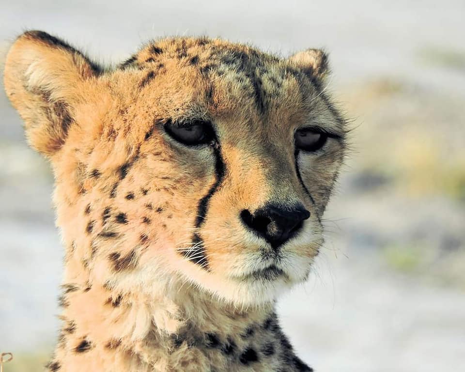 lelobusafaris's tweet photo. The look you give when the week just won't end.

Incredible Cheetah sightings from client Jills 2019 safari .
#beauty  #love #seeingspots #safari #botswana #botswanasafari #nature #wildlife #lelobusafaris https://t.co/iYQxdgka99