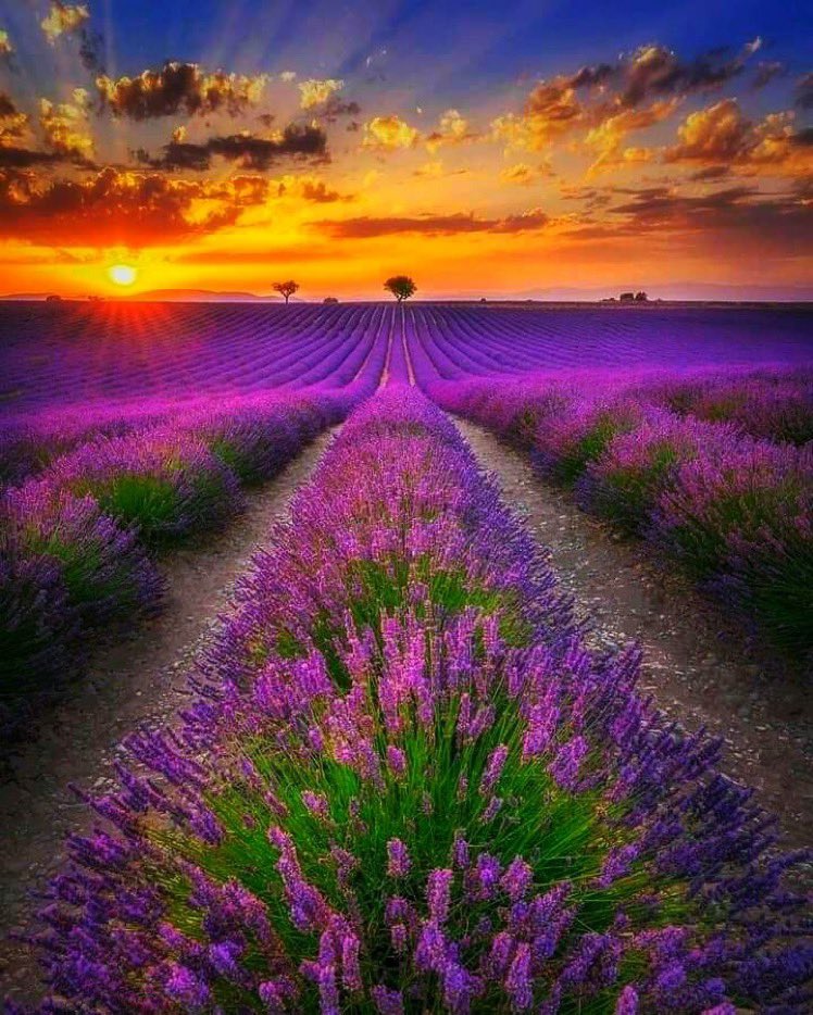 AuthorJoeNBrown's tweet photo. @RamziAxel @Chrissyhowell16 #PurpleFieldsโ๏ธ #Sunriseโ๏ธ #Sunset โ
๏ธ#Beautiful โ๏ธ๐ https://t.co/HwASKg6tWm