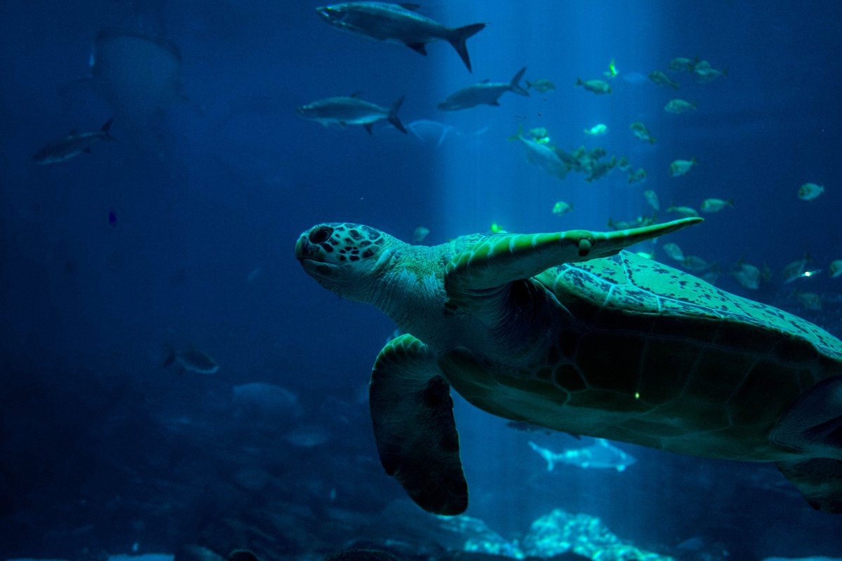 EcomodH's tweet photo. Looking for a good environmental documentary? Here are some of our favourites that you can find on Netflix! 🍿

#EcoMod #sustainability #Cyprus

https://t.co/RWJnepmrxe https://t.co/Kv43CapQ5a