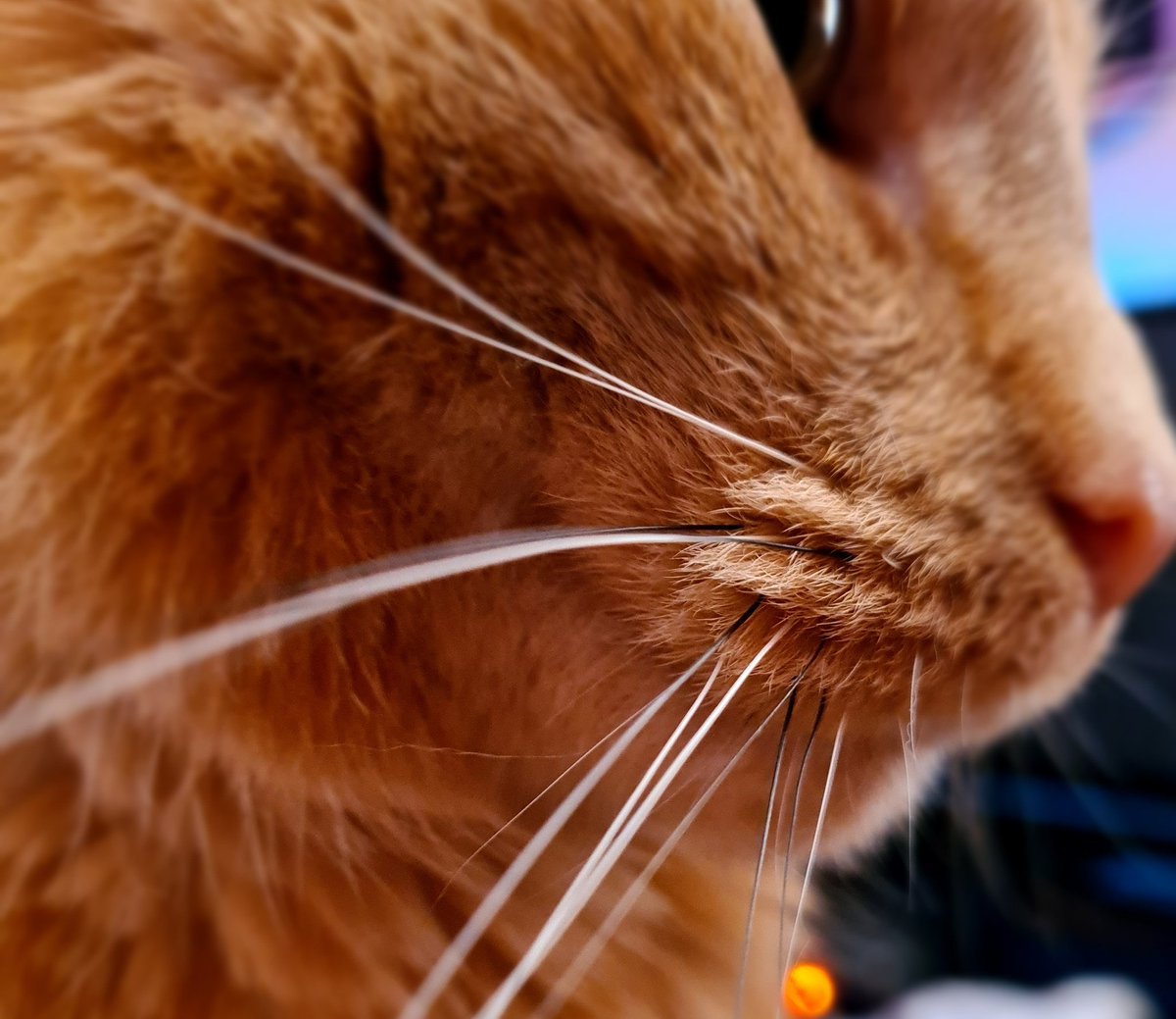 Buddha_aka_me's tweet photo. When Aslan's whiskers tickle your face as you wake up.
#AdoptDontShop
#AdoptionCat
#shropshirecatrescue https://t.co/inT00IkU0v