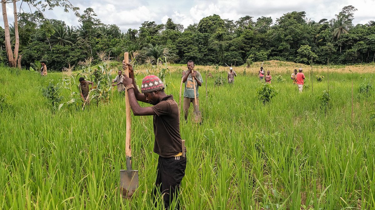 People planting acacia trees in Yangambi, Democratic Republic of Congo.