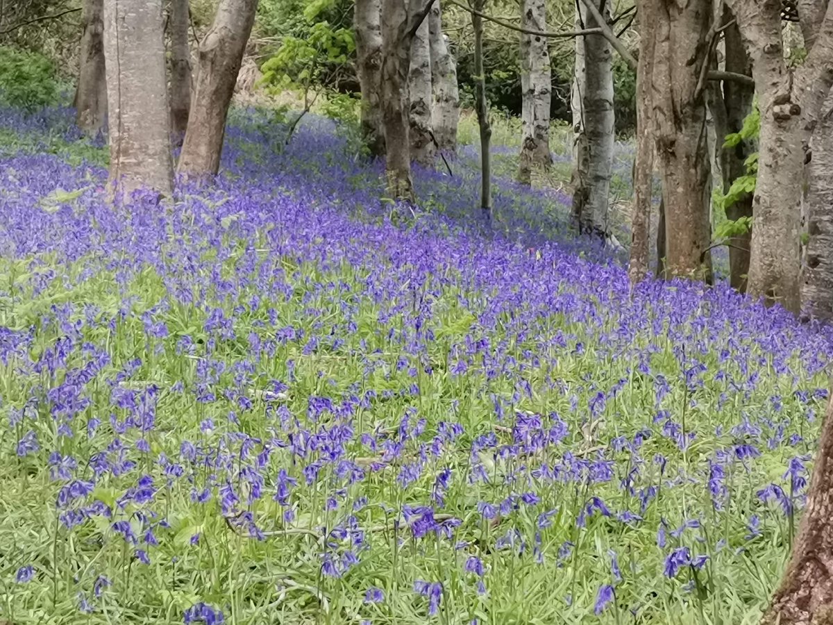 Crisp Professional Development tweet media