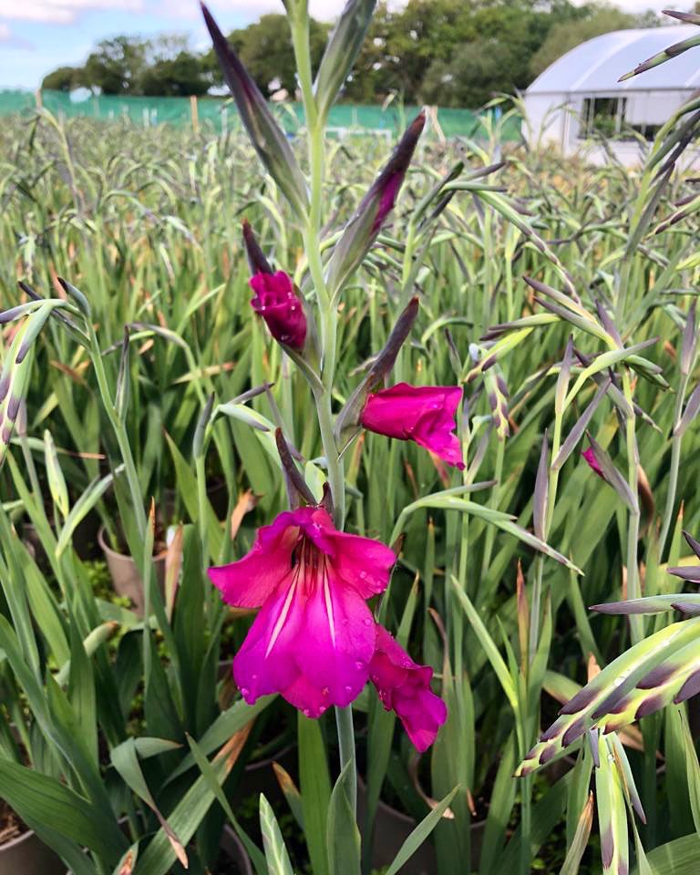 First of the Gladioli Byzantinus to flower in the field!