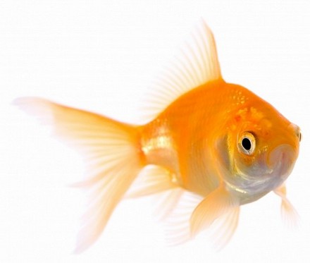 kenthompson's tweet photo. In How To Innovate And Create New Business Opportunities When You Are A Small Fish: Here Comes The VEN, Robin Good and Ken Thompson argue that when you are a small fish, it may appear pretty difficult, if not altogether out of your reach, to be able to

https://t.co/V81ilzgiPf https://t.co/P3hfrf1aMO
