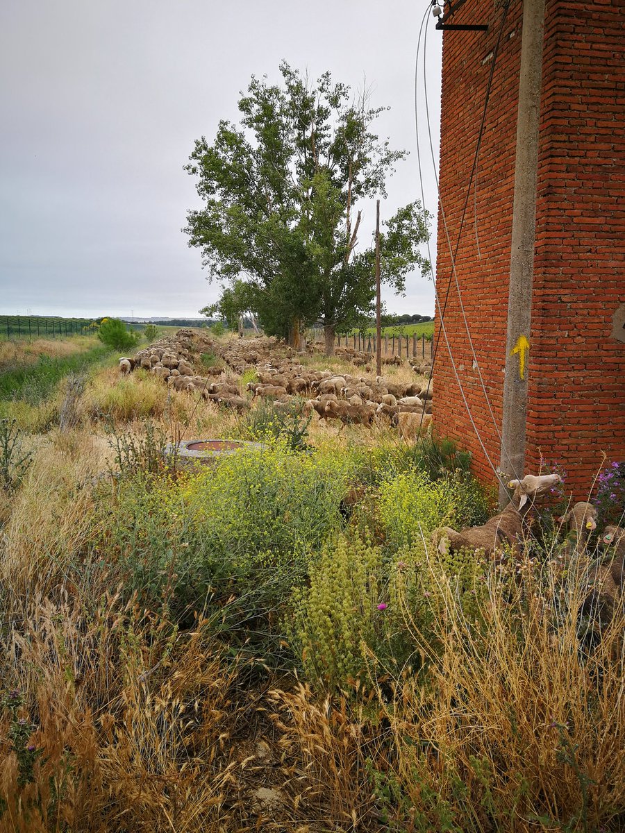 GOOvinnova's tweet photo. No todo es bonito en la #trashumancia. Esto es un  tramo de lo que queda de #cañada entre Rueda y Tordesillas, ocupado por escombros, por infraestructuras públicas, las ovejas no tienen espacio suficiente. https://t.co/A7yuPHLeMi