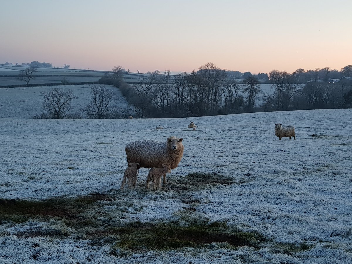 Finished tailing yesterday. Cold weather at lambing must have had a worse effect that I thought. Tailed 142% to ewes tupped. Following a scan of 177% (19.4% losses). Good conditions last year had us tail 145% to a lower scan at 167% (15.3% losses).