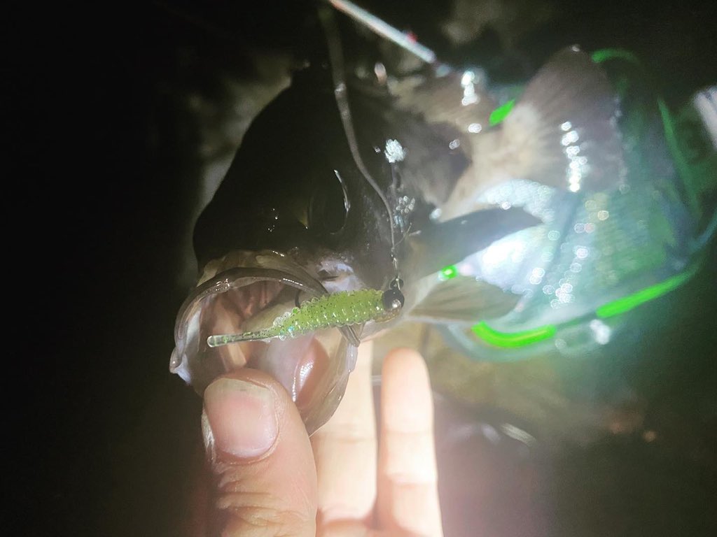 wocadaaa's tweet photo. 魚の数少なめ😅
潮回り的に仕方ないか😂
#釣り #ルアー #ライトゲーム #メバリング #土肥富 #rhフック #アルカジックジャパン #シャローフリーク #reins #アジリンガー #ダイワ #月下美人 #月下美人airagsa81m #セルテート #rcs2506スプール #リブレ #wing92 https://t.co/RpjUYBp5mD