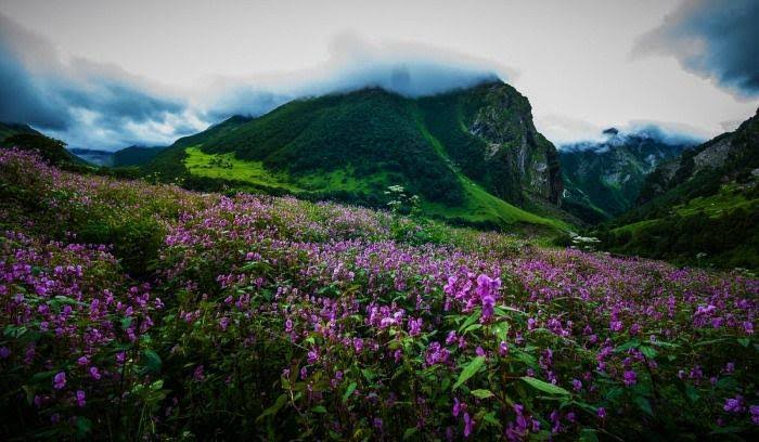 CarolinaNorbu's tweet photo. World famous King chilli, Hornbill Festival and Dzukou Valley are in Nagaland. 
#northeastindia #NortheastMatters  #AchapterforNE https://t.co/Dv4pvOcMWw