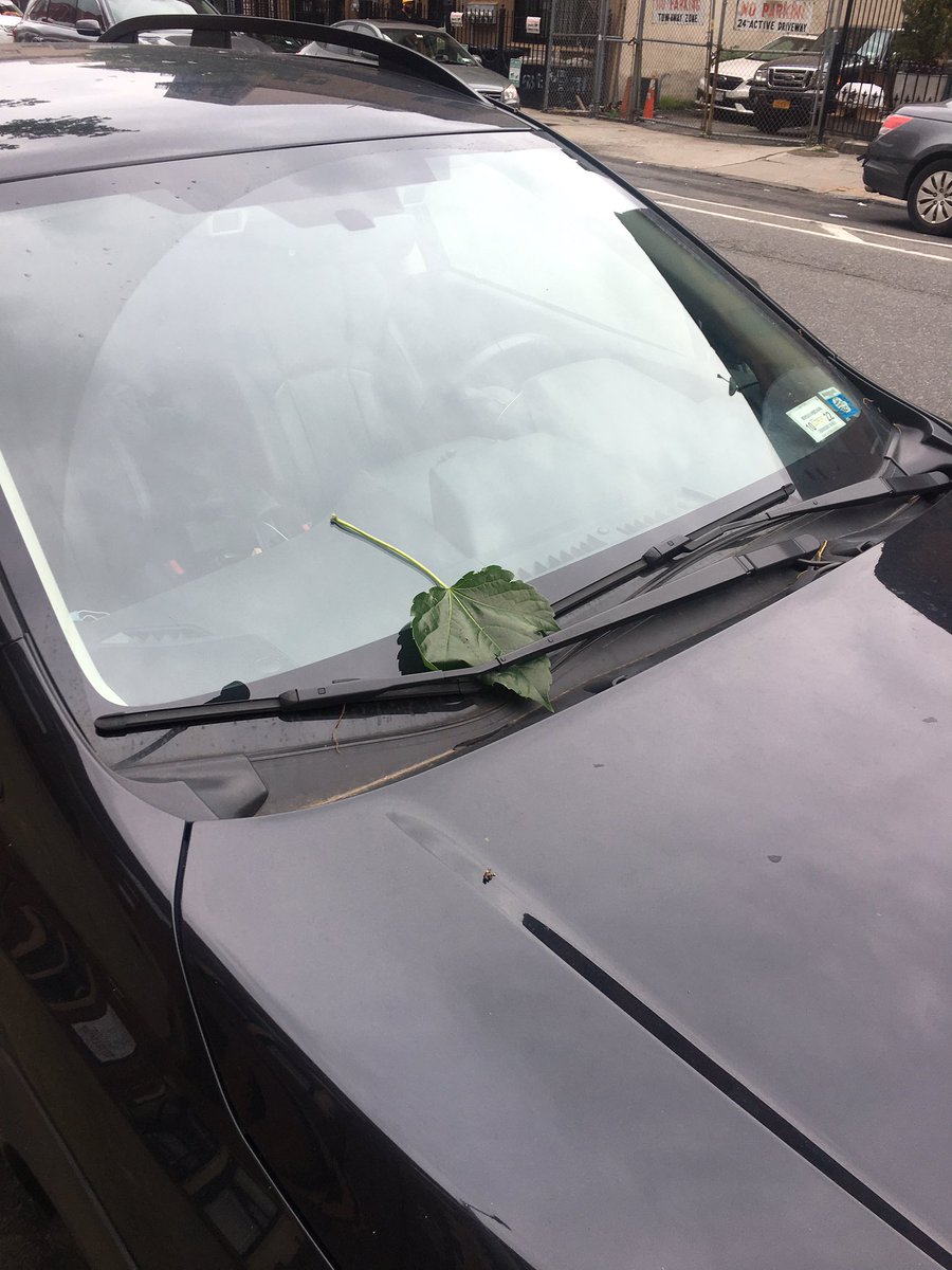 RT @camerobradford: just what needed... a fucking tree gave me a parking ticket https://t.co/JFqAHwhKh4