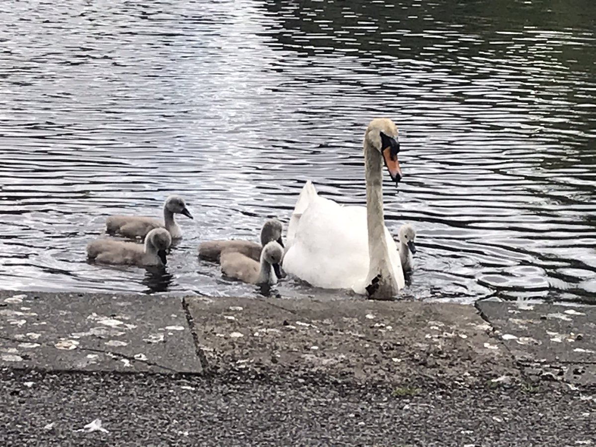 Swans and cygnets at #ststephensgreen today 🦢