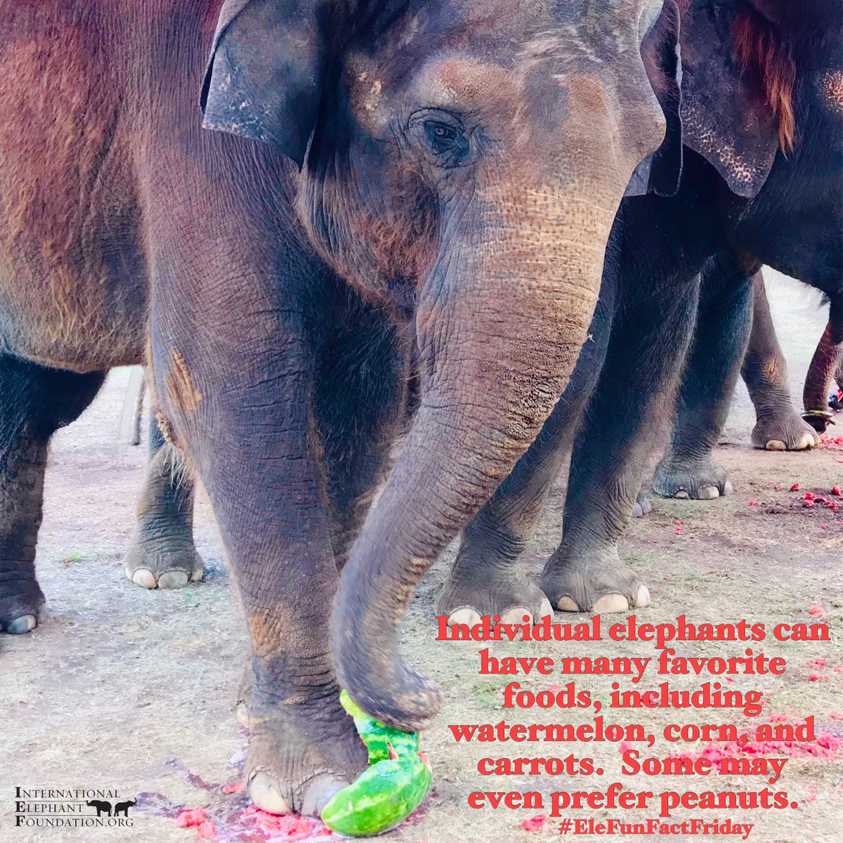 ElephantsIEF's tweet photo. Happy #EleFunFactFriday!
Individual elephants can have many favorite foods, including watermelon, corn, and carrots. Some may even prefer peanuts.
#elephants #elefante #FunFactFriday #EleFunFact #FridayFeeling #EleFactFriday #TriviaNight @TPBEERS  Turning Point Beer https://t.co/aKAhaHO2sH