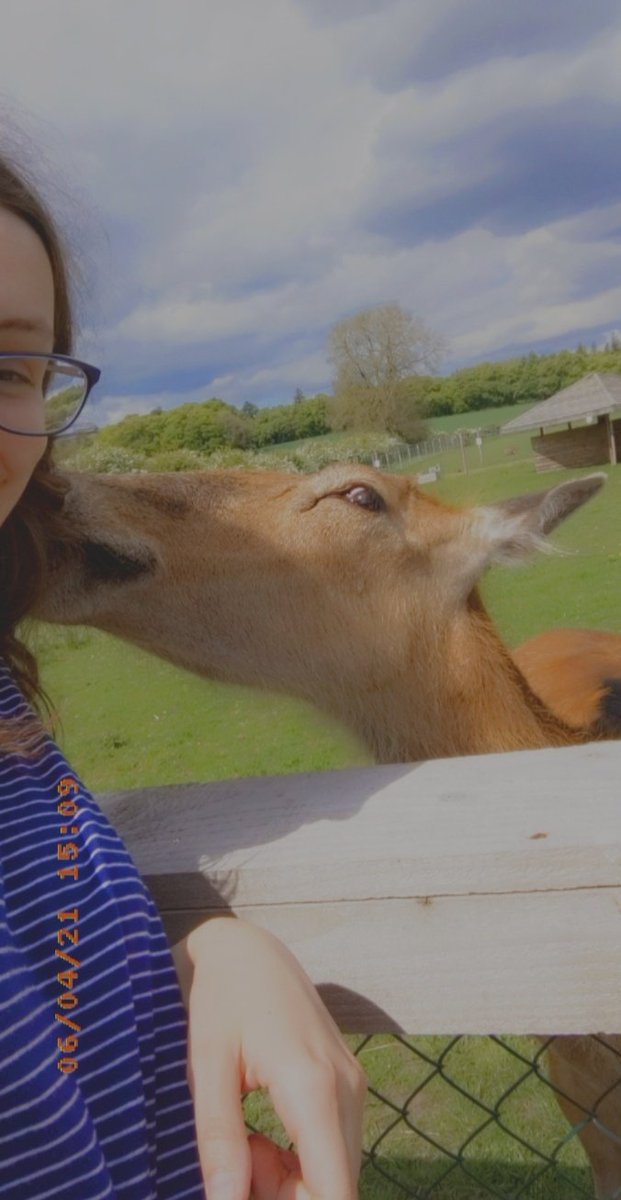 nomochann's tweet photo. Deer just tried to eat my hair holiday going well https://t.co/zgeTi543qD