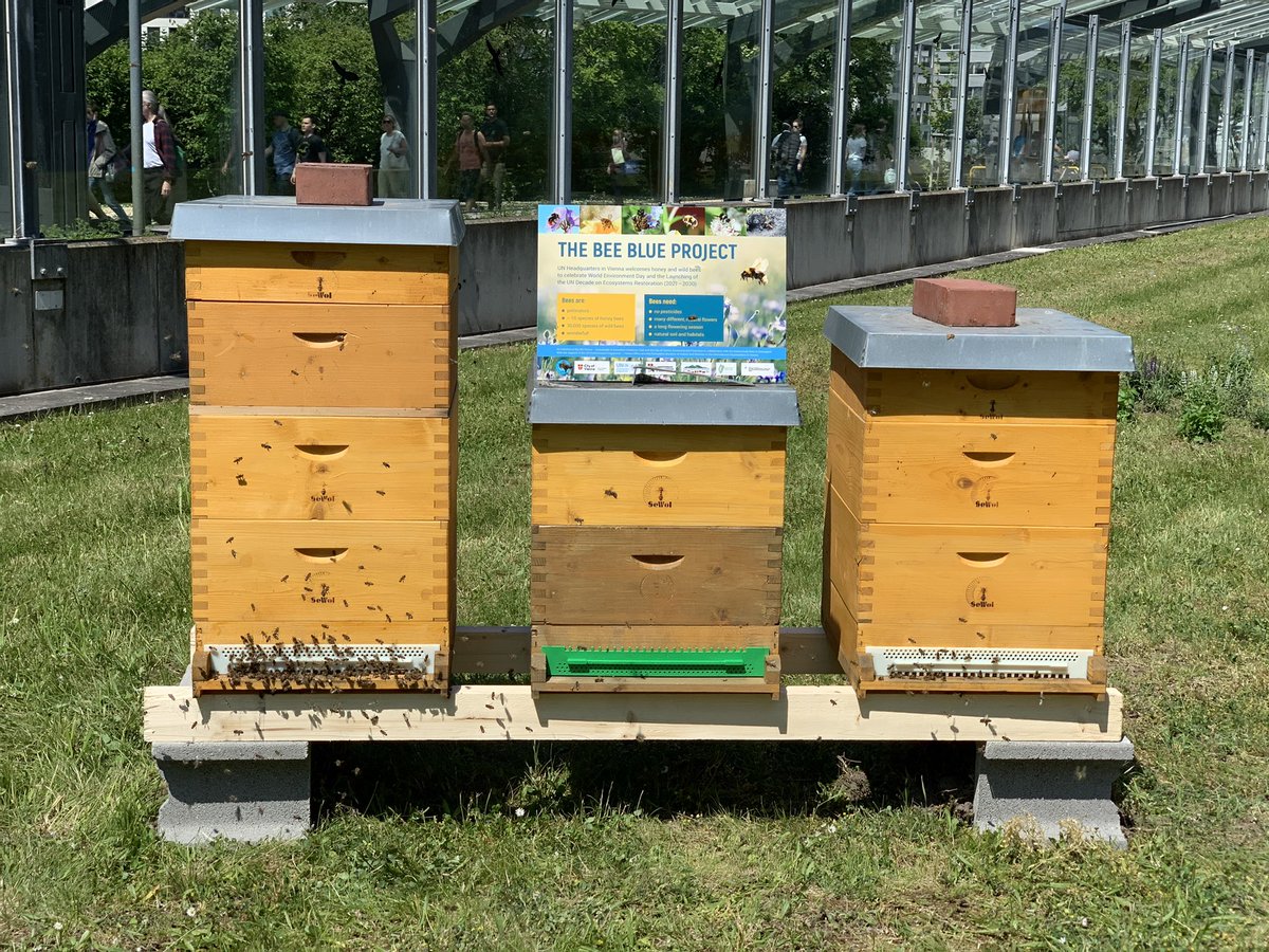 SLOtoVienna's tweet photo. #BeeBlue - Very proud to have been able to contribute to the installation of ๐ hives in @UN_Vienna ahead of the #WorldEnvironmentDay, all thanks to the dedication of UN Sustainable & Innovative Initiatives Club, @Stadt_Wien and the Donaupark Beekeeping School @MZZRS https://t.co/644UDUQ2VR