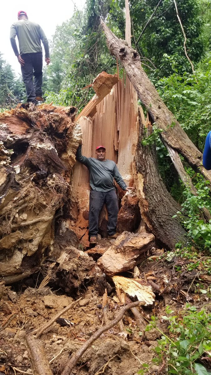 JTRTreeService's tweet image. We estimated that this big oak in Great Falls was around 200 years old, and it is a shame to see it go. It likely started life not long after the Civil War.