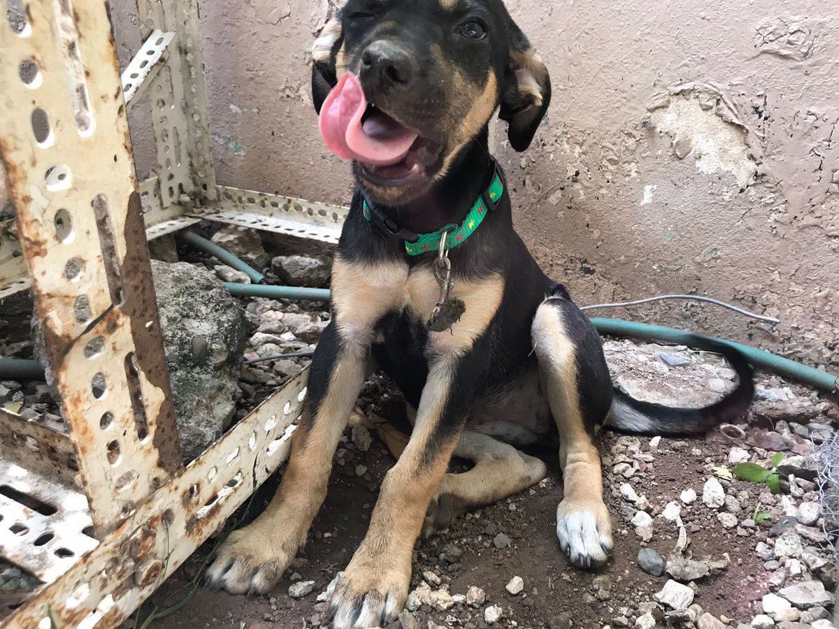 adoptmovement's tweet photo. 🇯🇲🇯🇲Greetings to our Jamaican dog lovers!🇯🇲🇯🇲 Marley here needs a forever home. She is about 5 months old & has been dewormed. Contact @_bymari at 876-220-9523 if you are willing and able to give Marley a home! #adoptdontshop #adoptjamaica #aDog #aPuppy #aBestFriend #aDopt https://t.co/1V56Ey92Bq