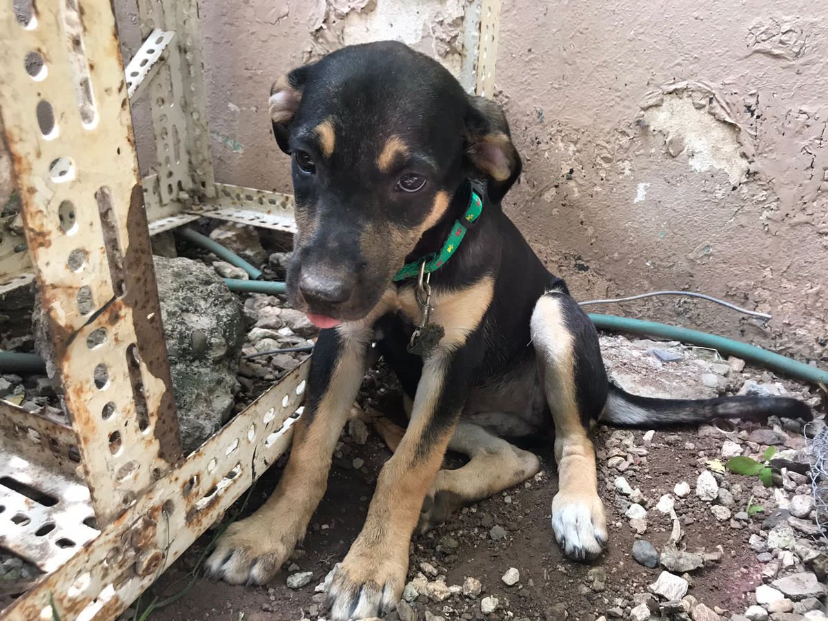 adoptmovement's tweet photo. 🇯🇲🇯🇲Greetings to our Jamaican dog lovers!🇯🇲🇯🇲 Marley here needs a forever home. She is about 5 months old & has been dewormed. Contact @_bymari at 876-220-9523 if you are willing and able to give Marley a home! #adoptdontshop #adoptjamaica #aDog #aPuppy #aBestFriend #aDopt https://t.co/1V56Ey92Bq