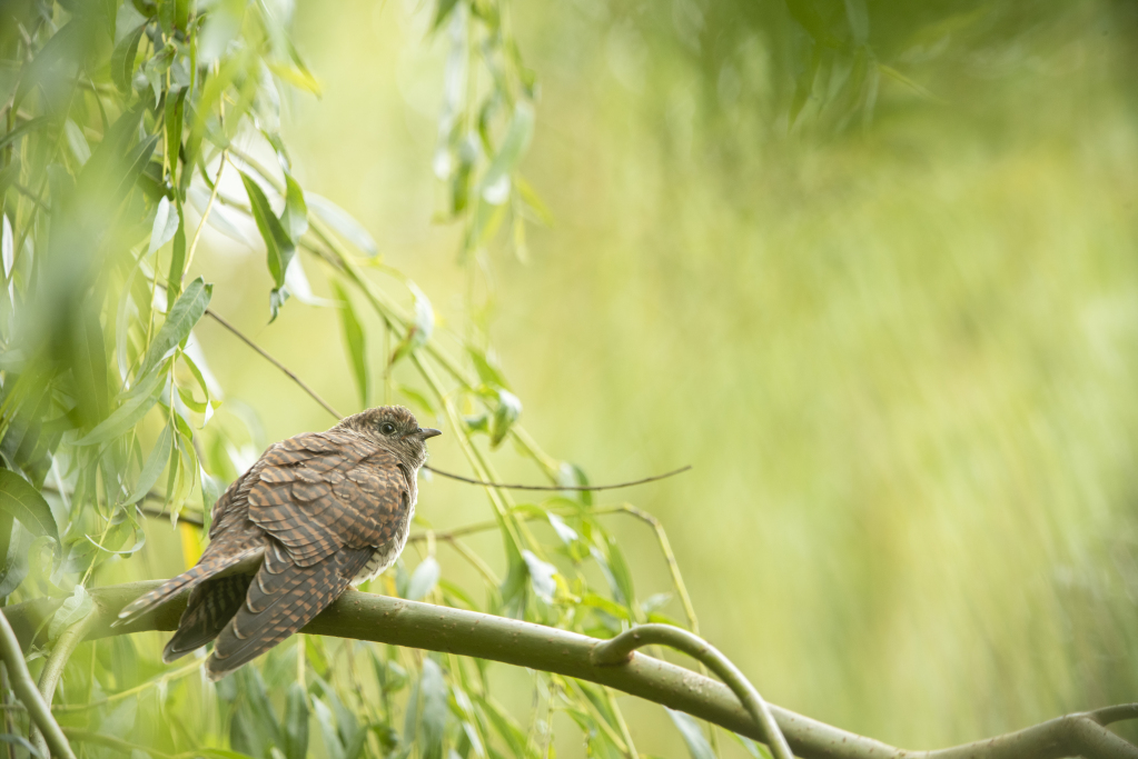 Natures_Voice's tweet image. Did you know baby cuckoos eject their unhatched siblings out of the nest, to make sure they get all of the food that parents bring back to the nest?! 🐣🐣🐣 But despite lots of clever breeding tricks, the cuckoo population is crashing #Springwatch @BBCSpringwatch