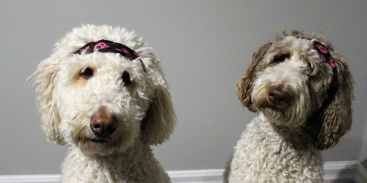 Nessa + Macie Doodle 🇨🇦 tweet media