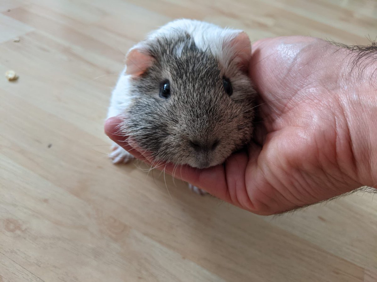 IamRichTJ's tweet photo. @mexicollectors My furry friend “The Rat 🐀 “ #PROUD2BYOUNG https://t.co/KWDhC2w35h