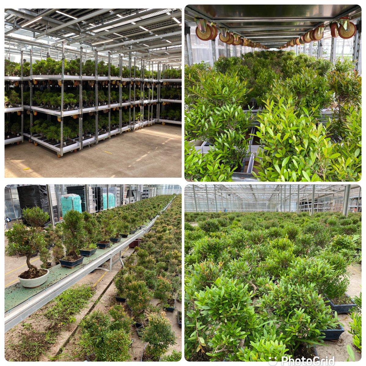 Deze week heeft Oriental Group weer een mooie order mogen draaien voor een van onze klanten!

The branches are many, the root is one.
#bonsai #order #klanten #asian #bonsaiindoor