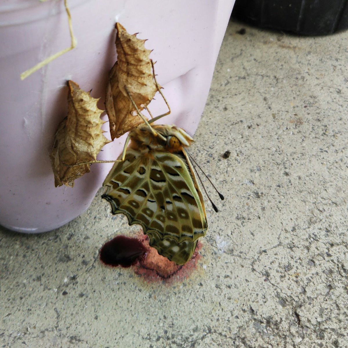 はるtoーk Haruto K Cvsysp Twitter