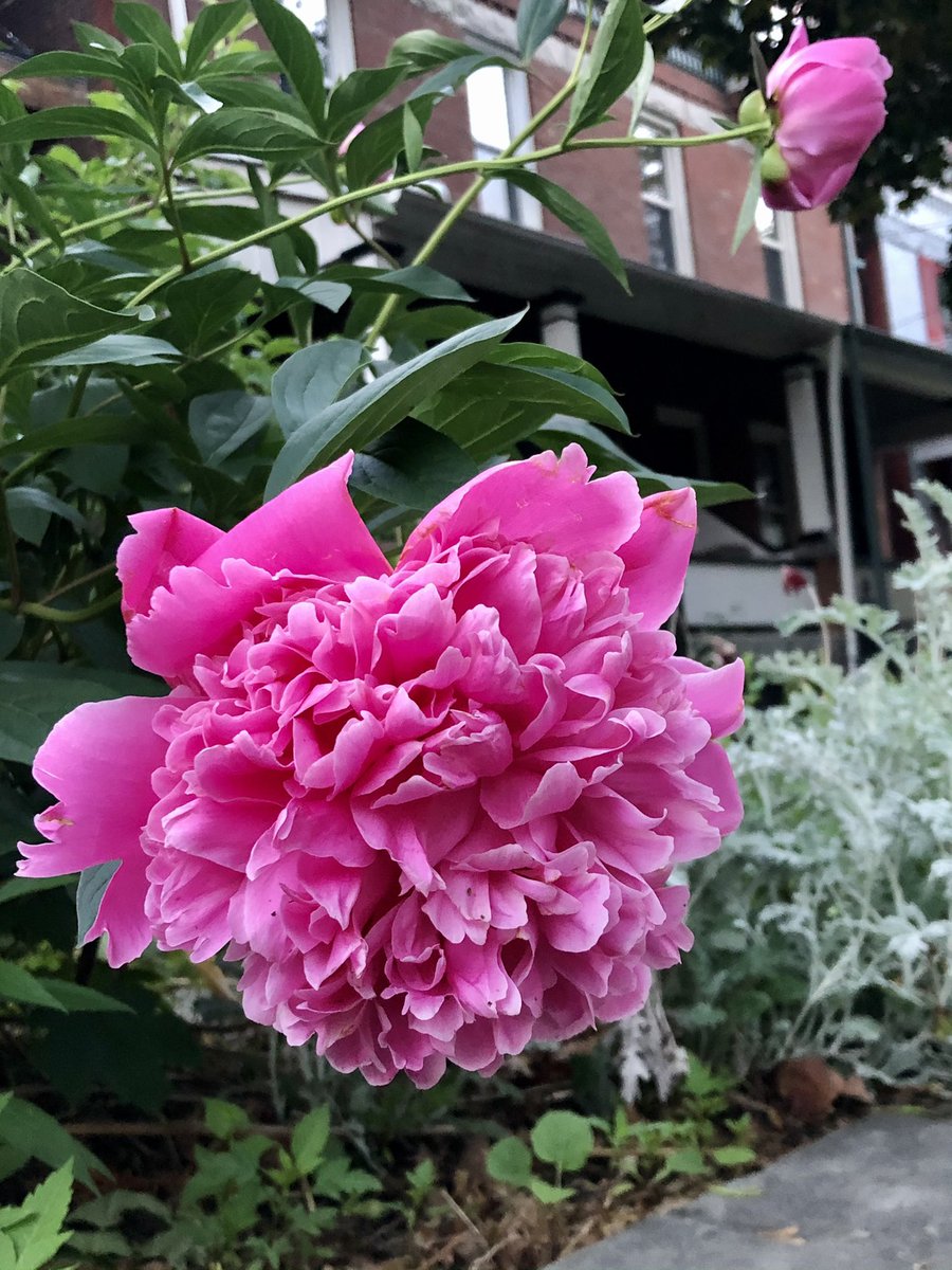 lauralux's tweet photo. Day 5 of the #CAMHSunriseChallenge. This morning I headed out for a guided walk with @sincerelyTOBi. Over the past year, house plants and fresh flowers helped brighten even the darkest of days. And today was no different! Here are some of the beauts I came across on my walk. https://t.co/y5WcTBlHdR