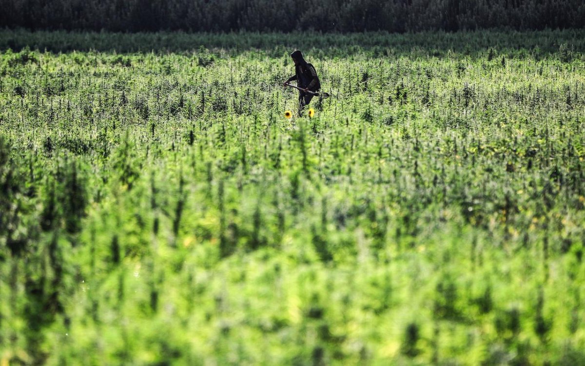 MiddleEastEyeFr's tweet photo. Parce qu’ils peinent à importer pesticides et autres produits phytosanitaires, les agriculteurs libanais doivent changer leurs pratiques. 

Encore minoritaire, un courant prônant des méthodes alternatives et écologiques se développe dans le pays https://t.co/L4scEu8egB https://t.co/vdaMTkSrRD