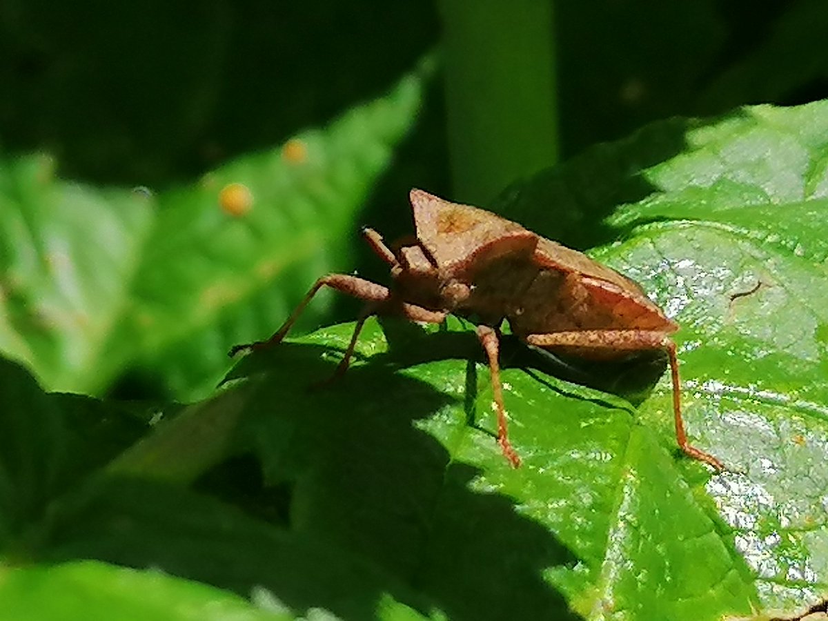 des1202's tweet photo. @BBCSpringwatch found this hiding amongst my Raspberry canes. Any ideas what it is? Quite often find something similar in green amongst the same canes. https://t.co/n5XLnlrIGY