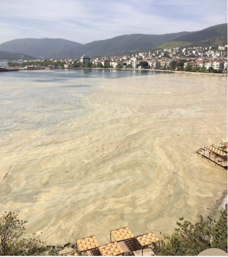 AbbasGucluTR's tweet photo. Medeniyetin en önemli göstergelerinden birisi de sularınızın rengidir!
Deniz salyası Marmara’dan sonra Karadeniz için de risk taşıyor!
Akarsu ve tarım topraklarımızdan organik olanını bulmak mümkün değil!
Bakalım,LGS’de doğa ve çevre bilincini korumaya yönelik kaç soru çıkacak? https://t.co/2C118DPoEl