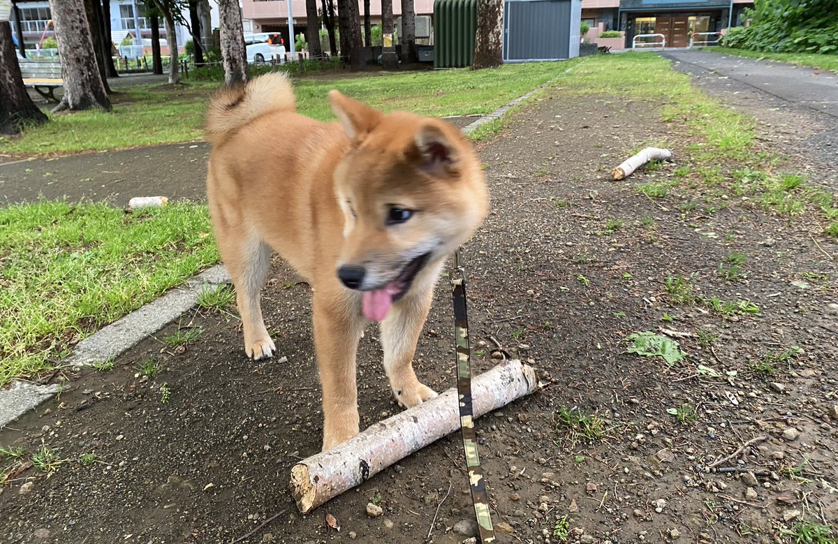 pinoko04680170's tweet photo. 雨上がりのお散歩。暴風のせいで白樺の枝が折れてました！
#柴犬 #shiba #僕のおもちゃがたくさん落ちてた https://t.co/8iQxzMUV1Q