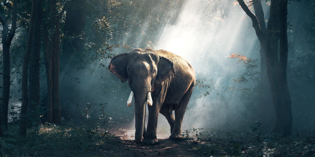 Stradanove tweet media