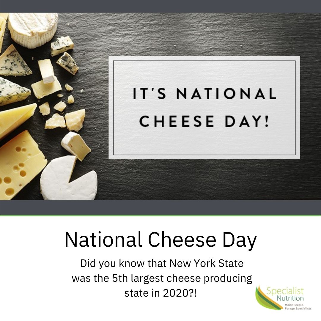 specialist_us's tweet photo. Did you know that NYS was the 5th largest cheese producing state in 2020?! 

Today June 4th is National Cheese Day and is the perfect day to celebrate NYS cheese! 

#NationalCheeseDay 
#nyscheese
#HeluvaGood 
#AdirondackCheeseCo 
#ButtercupCheese 
#RiverRatCheese 
#CabotCheese https://t.co/tLJpZbsguS